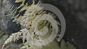 Close up of ferns leaves on stones background. Stock footage. Light green foliage, natural floral background with a fern