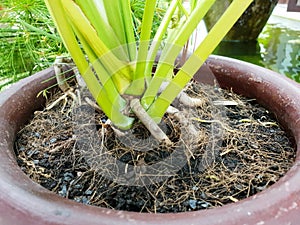 Close up of ferns trunk with soil, ground cover plants.