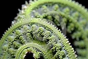 close-up of a ferns unfurling fractal structure