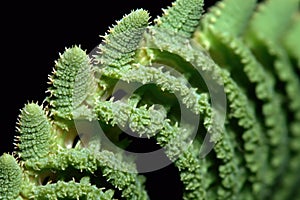 close-up of a ferns unfurling fractal structure