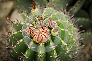 close up Ferocactus Fishhook cactus flower blooming