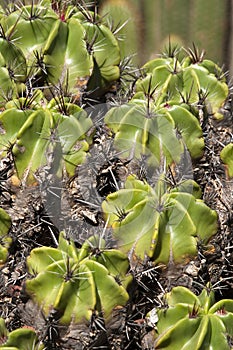 Close-up of a ferocactus robustus a native of southern mexico