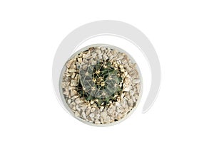 Close up Ferocactus in white pot isolate on white background with clipping path. Ferocactus peninsulae F.A.C.Weber Britton & Ro