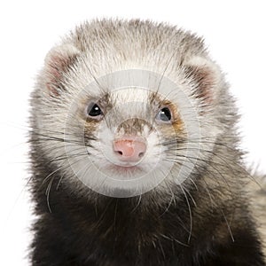 Close-up of Ferret, 1 year old