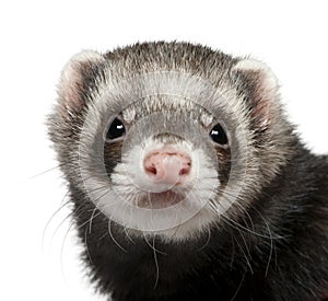 Close-up of ferret, 3 years old photo