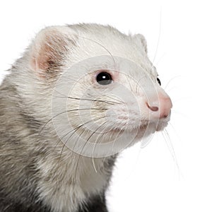 Close-up of ferret, 5 years old