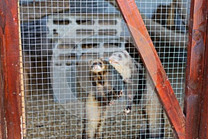 Close-up of ferrets in cage