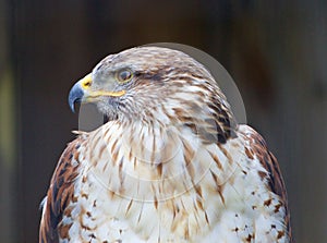The close-up of a Ferruginous Hawk