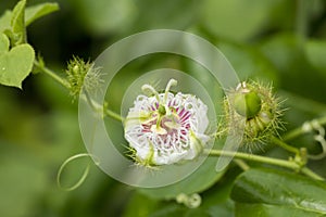 Close up of Fetid passionflower, Scarletfruit passionflower, Stinking passionflower (Passiflora foetida L.) photo