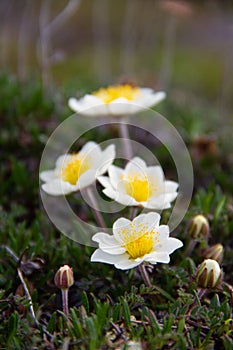 Close-up of a few arctic mountain avens on the arctic tundra that thrive in the cold