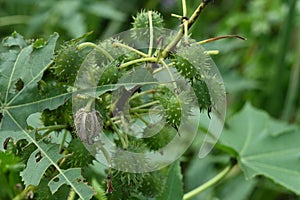 Close up of the few hanging mature seed capsules of a Ricinus Communis plant photo