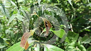 Close up of a few young leaves on top of a cinnamon plant with small caterpillar on one of the leaf