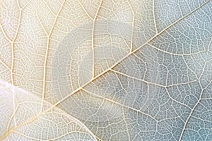 Close up of Fiber structure of dry leaves texture background. Cell patterns of Skeletons leaves, foliage branches, Leaf veins