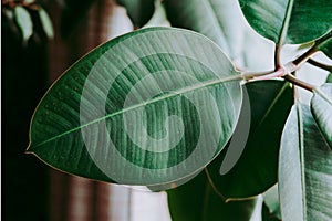 Close-up Ficus rubber flower. Beautiful green flower. Floral background. Modern houseplants ficus.