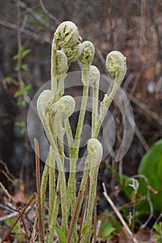 Close up of fiddle head ferns unfurling in spring through leaf litter in the forest