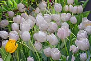Close up of fiel of white blooming spring tulips