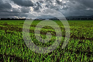 Close up. Field for agriculture, young shoots of winter wheat or grain crops began to germinate from the soil. Lines of young