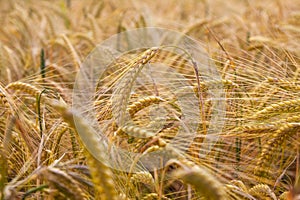 Close up on Field of Barley