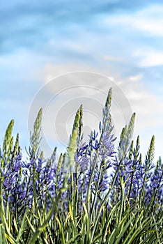 Close-up of a field of blue flowers, against a background of a soft blue sky with white clouds.