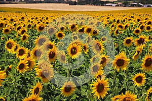 Close up of field with bright shining countless sunflowers - Andalusia, Spain