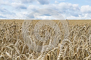 Close up of a field of crops and blue sky during the summer time as a background for farming