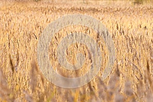 Close up of a field of golden brown crops in autumn in England