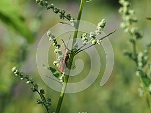 Close-up of field grasshopper