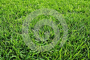 Close-Up of a Field of Green Grass