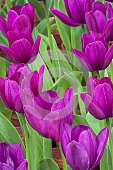 Close up of a field of purple tulips
