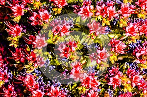 A close up of a field of red flowers with some blue flowers in the background