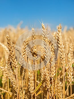 Close up Field ripe wheat under blue sky with clouds, harvest season. Agriculture farming concept