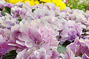 Close up field of soft pink hydrangea flower.