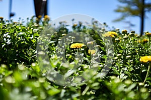 Close-up of field of yellow marigold flowers