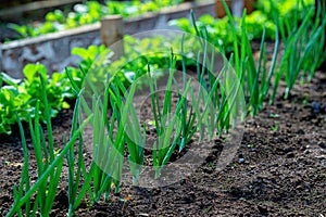 Close-up fields grow green vegetables in soil