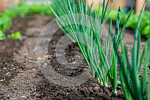 Close-up fields grow green vegetables in soil