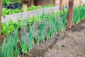 Close-up fields grow green vegetables in soil