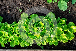 Close-up fields grow green vegetables in soil