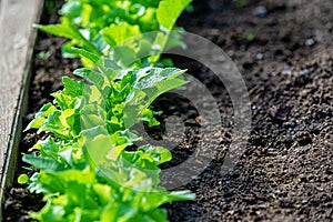 Close-up fields grow green vegetables in soil