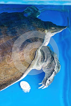 Close-up of a fierce farmed turtle