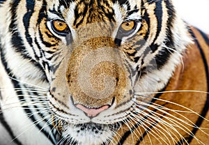 Close-up of fierce tiger faces