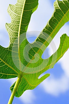 Close up of fig leaf