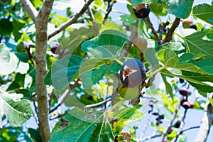 Close Up of Fig Tree in summer on blur background