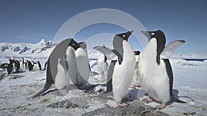 Close-up fight of two penguins. Antarctica shot.