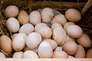 Close up fighting eggs in wooden trunk