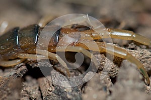 Close up of the final segments of a Canarian centipede Scolopendra valida.
