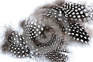 Close up of Fine Spotted Fluffy Guinea Fowl Feathers