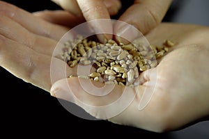 Close-up of fingers holding handful of oat in hand on black background