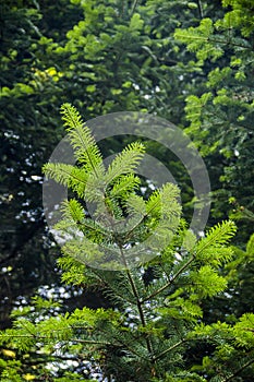 Close-up of fir branch Abies alba