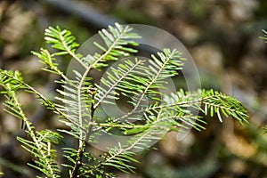 Close-up of fir branch Abies alba