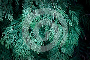 Close up of fir branches, christmas narural background